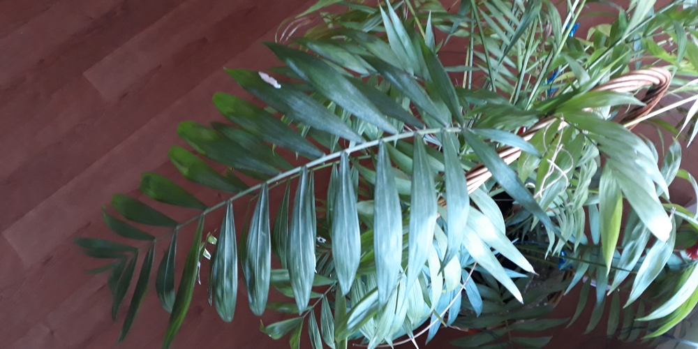 Planta que filtra el aire