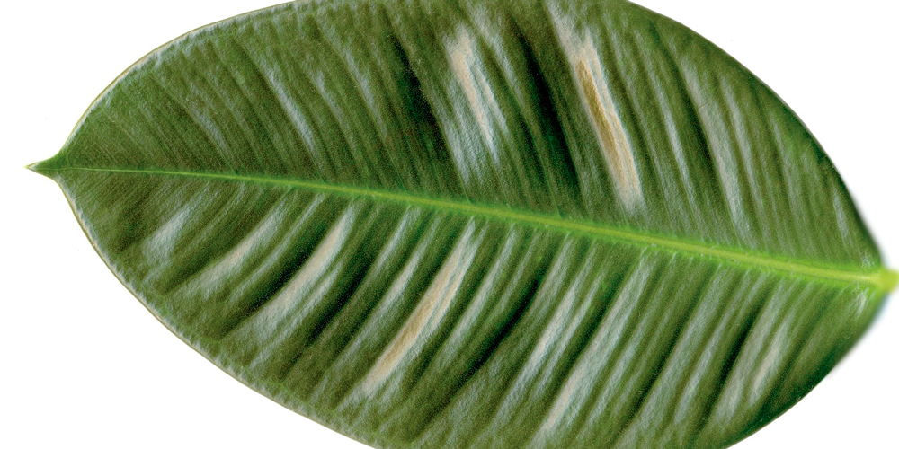 Plantas buenas para interior+