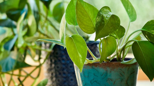 Cuáles son las mejores plantas purificadoras de aire
