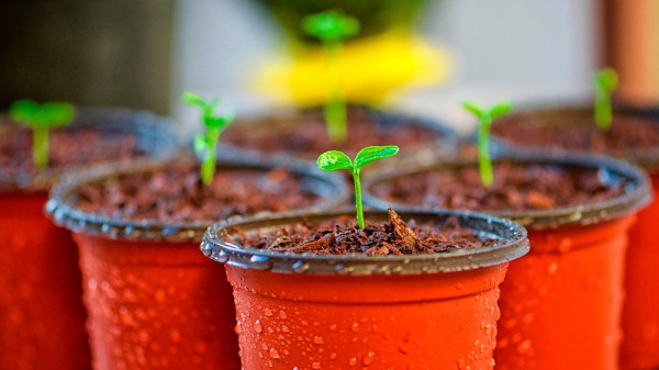 Qué súper plantas medicinales puedes cultivar en casa