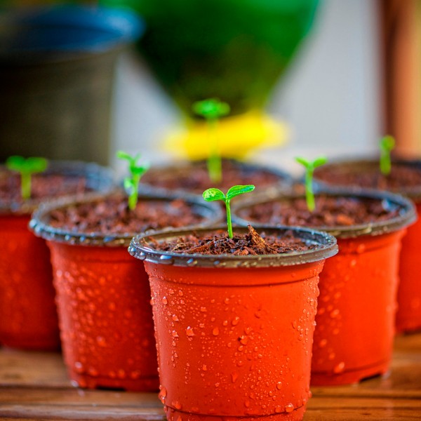 Qué súper plantas medicinales puedes cultivar en casa