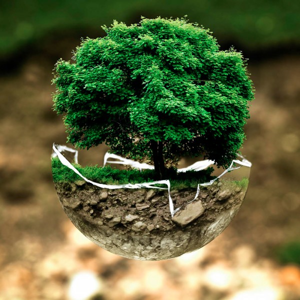 Curiosidades de las plantas. 25 hechos sorprendentes sobre las plantas