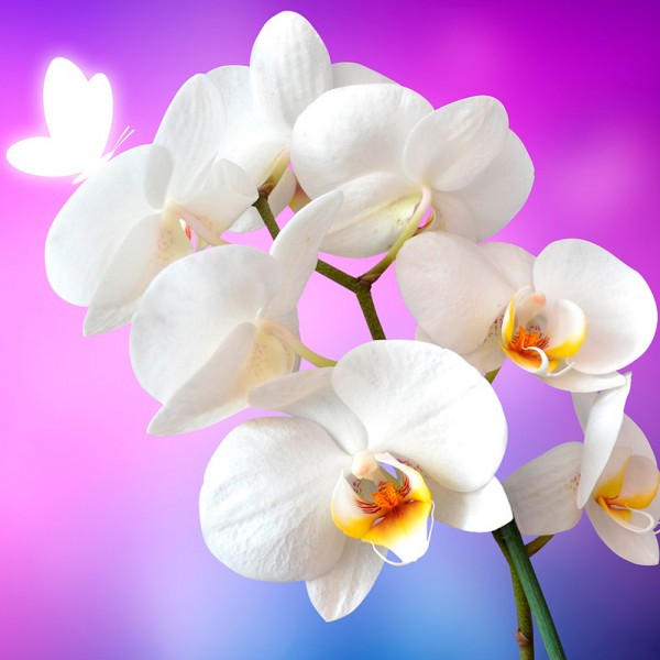 Qué plantas de interior podemos tener en casas con poca luz