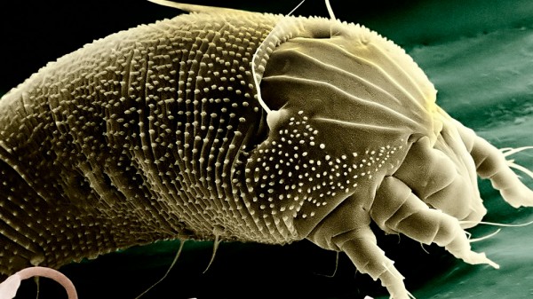 Cómo acabar con los ácaros en casa de forma efectiva