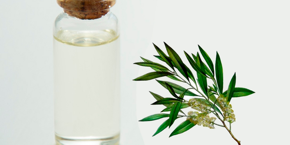 22 usos del aceite del árbol de té