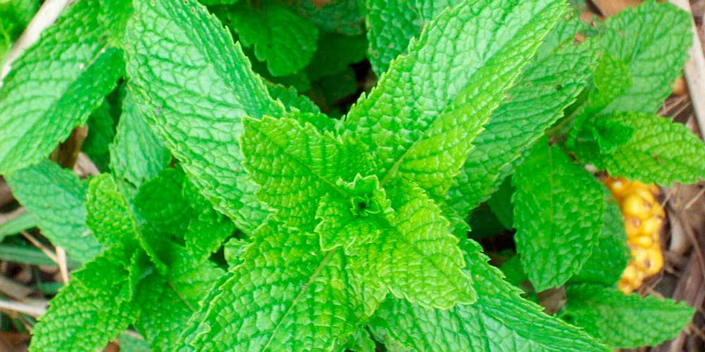 menta, plantas aromáticas