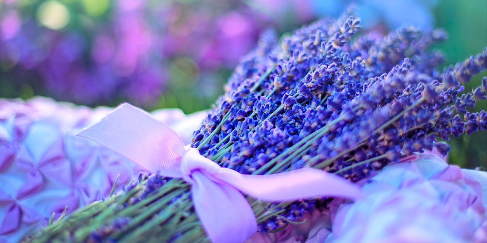 plantas con fragancia: lavanda