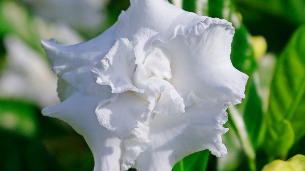 Qué plantas de interior aportan un agradable aroma al hogar