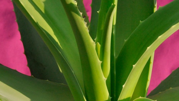 Cuáles son los beneficios del aloe vera. Usos de la sábila