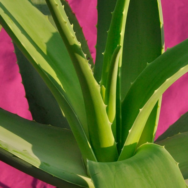 Cuáles son los beneficios del aloe vera. Usos de la sábila