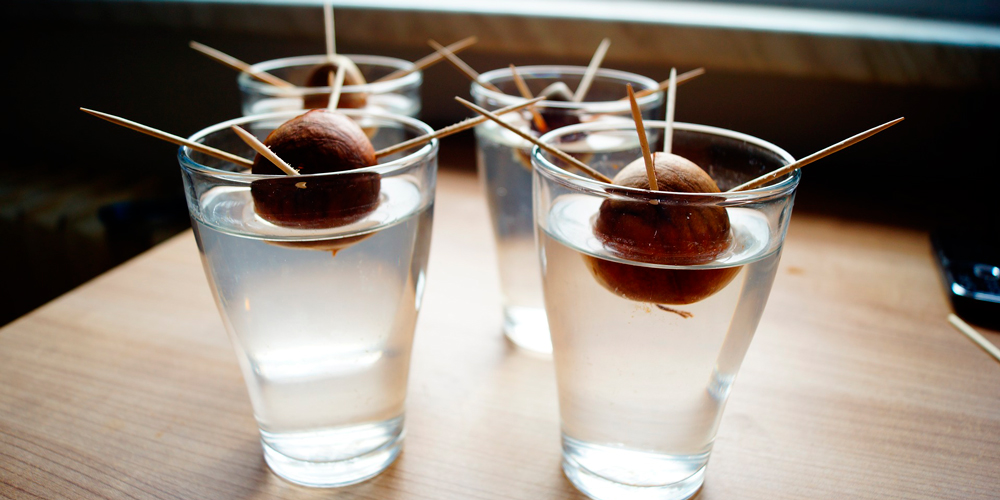 Cómo cultivar aguacate