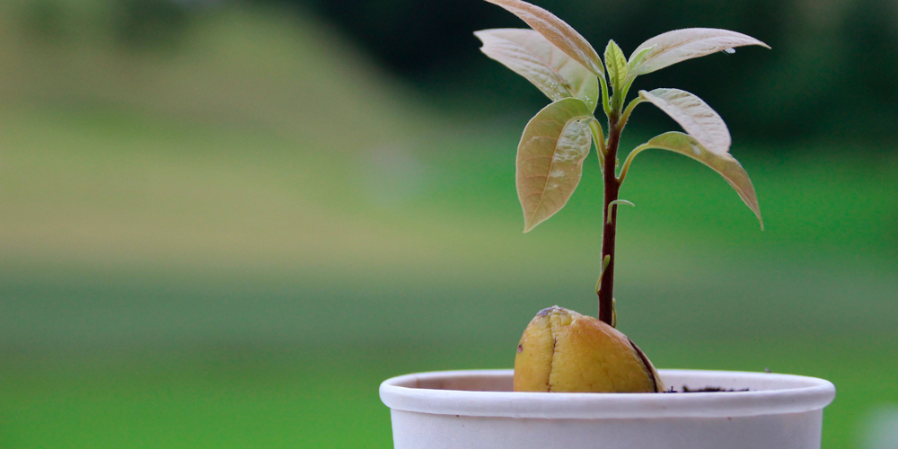 qué hacer para cultivar aguacate en casa
