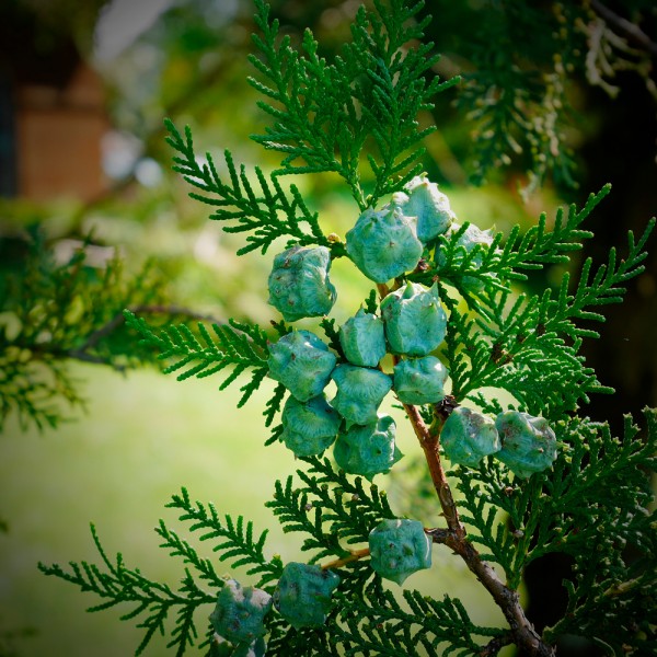 Cómo lidiar con la alergia a las arizónicas en invierno