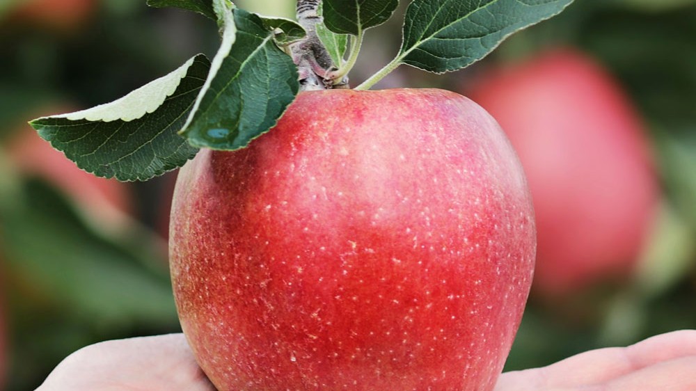 calorías de una manzana royal gala