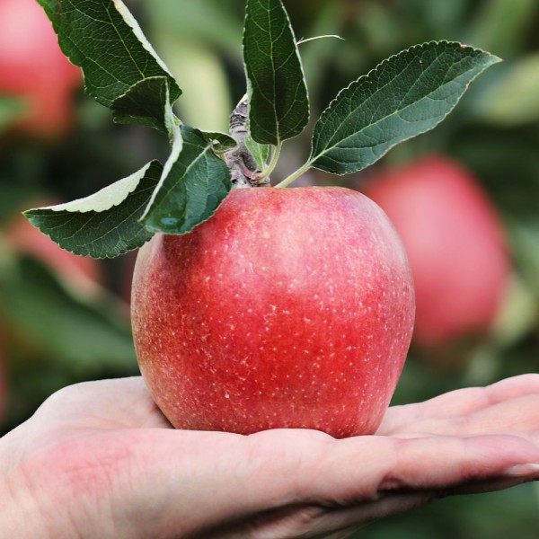 Cuántas calorías tiene una manzana. ¿Ayudan las manzanas a no engordar?