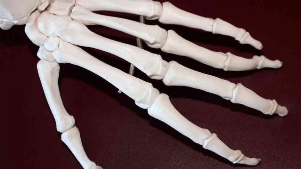 Cómo se llaman los huesos de las manos y de los pies. Anatomía fácil