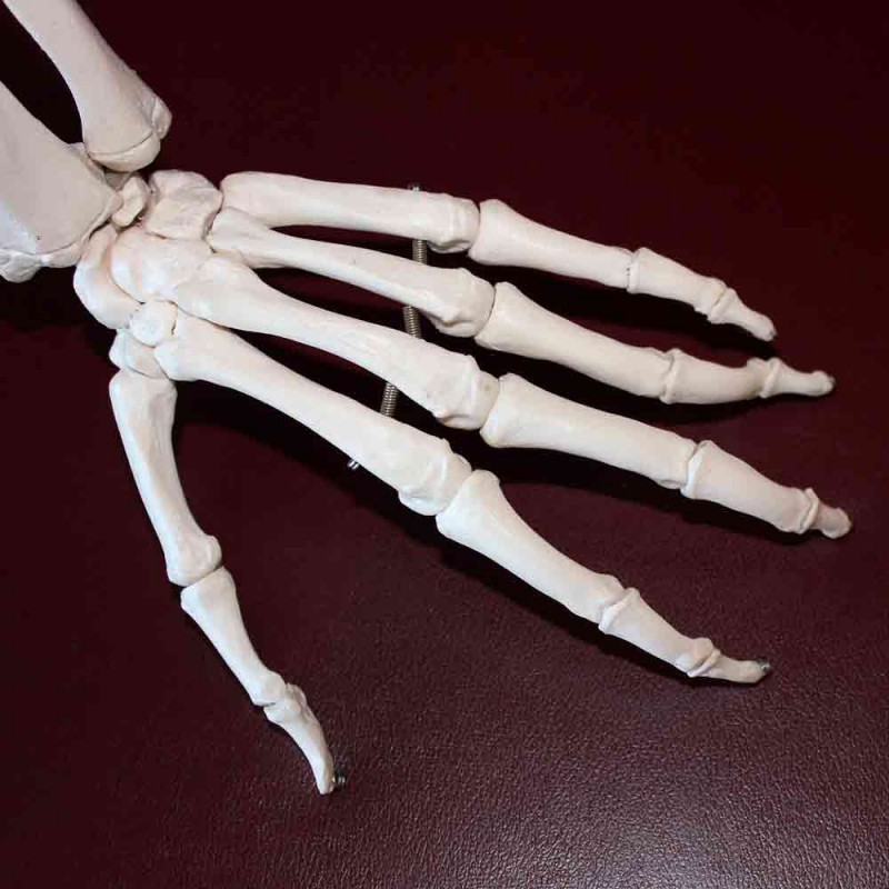 Cómo se llaman los huesos de las manos y de los pies. Anatomía fácil