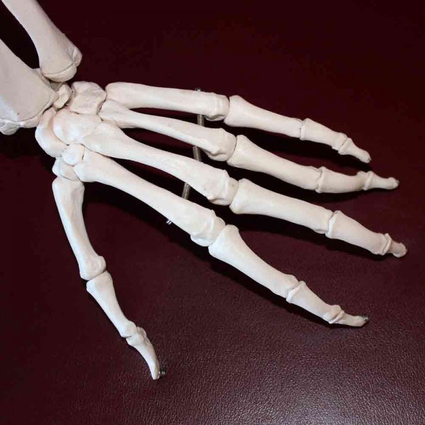 Cómo se llaman los huesos de las manos y de los pies. Anatomía fácil
