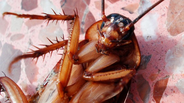 Cómo acabar con una plaga de cucarachas en casa