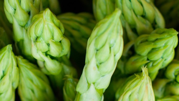 Cuáles son los increíbles beneficios de los espárragos para la salud