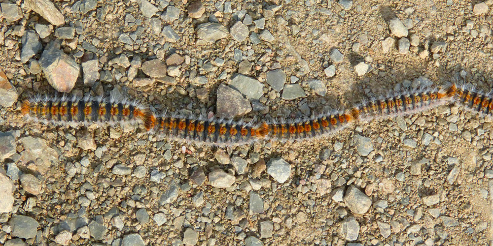 orugas procesionarias