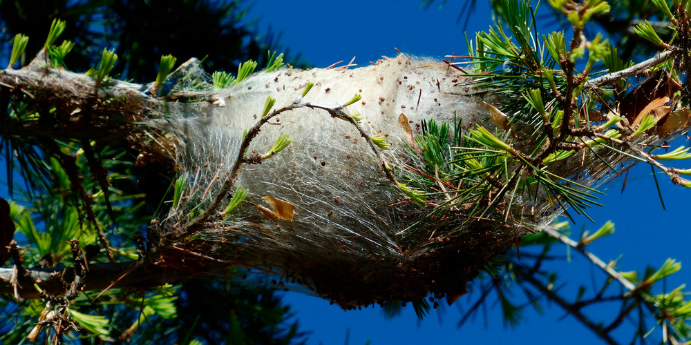 nido de oruga procesionaria
