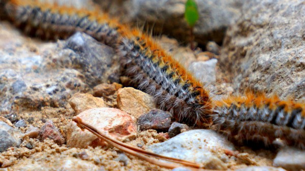 Orugas procesionarias: ¿qué son y cuáles son sus riesgos para humanos y mascotas?