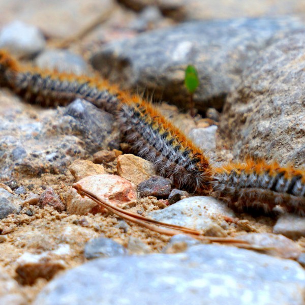 Orugas procesionarias: ¿qué son y cuáles son sus riesgos para humanos y mascotas?
