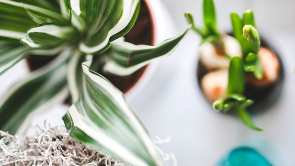 Cómo hacer crecer a tus plantas más rápido con sencillos trucos de jardinería