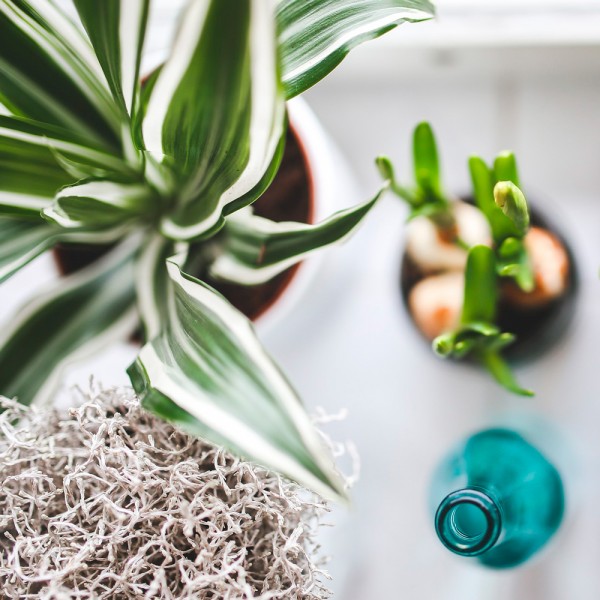 Cómo hacer crecer a tus plantas más rápido con sencillos trucos de jardinería