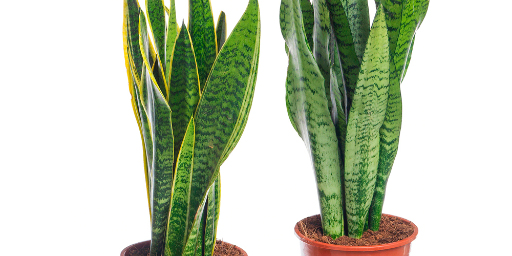 lengua de suegra para el dormitorio