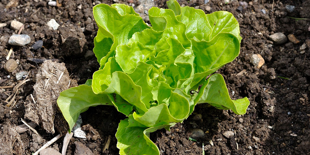 cultivar lechuga