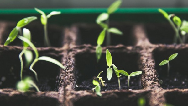 Qué vegetales puedes cultivar en casa de las sobras de comida