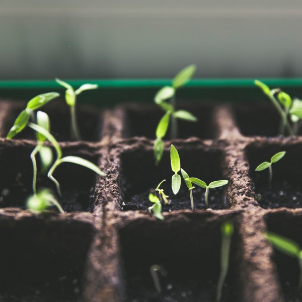 Qué vegetales puedes cultivar en casa de las sobras de comida