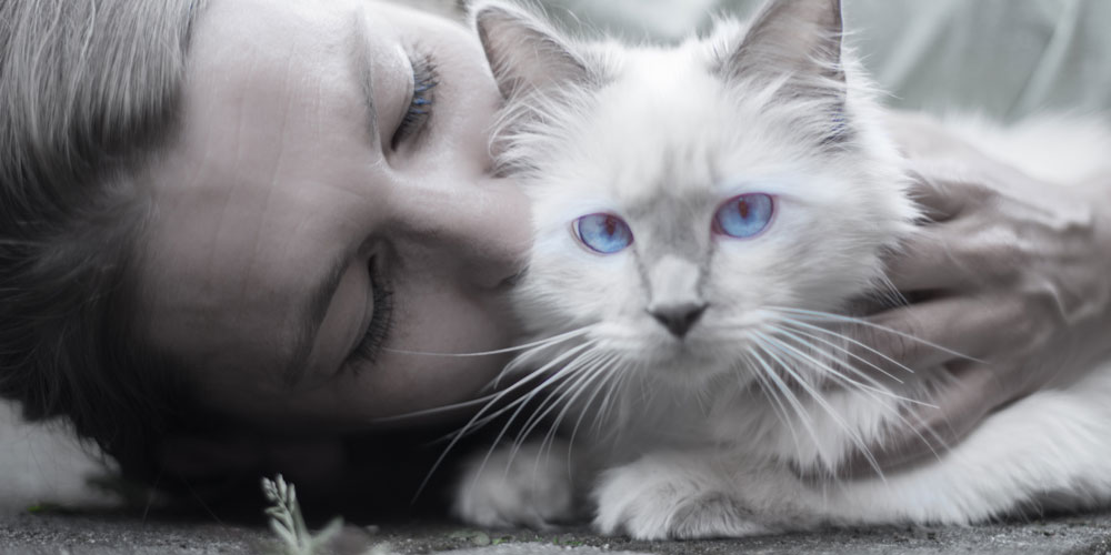 Ronroneo de los gatos, por qué