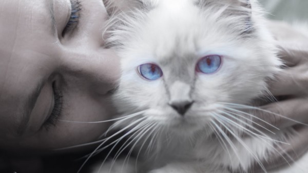 Por qué ronronean los gatos. La explicación científica