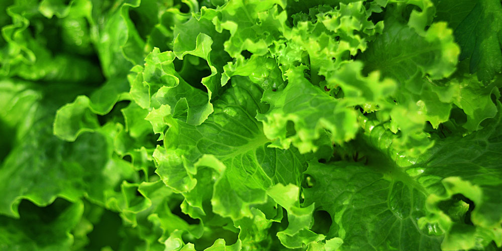 ¿La lechuga engorda?