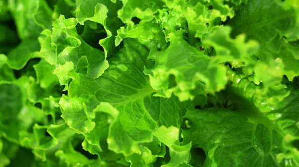 Por qué la lechuga puede hacernos engordar