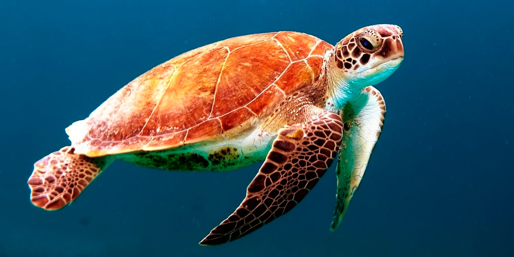 tortugas marinas
