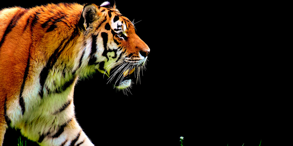 tigre en peligro de extinción