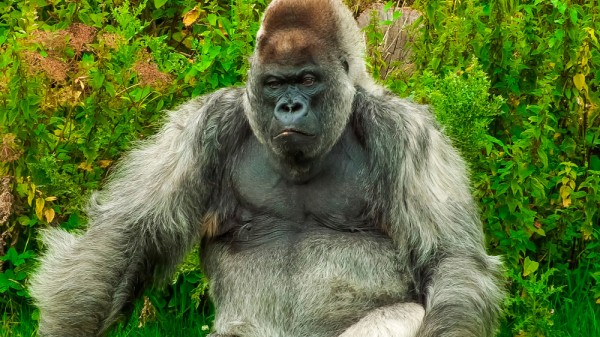 Qué animales están en grave peligro de extinción