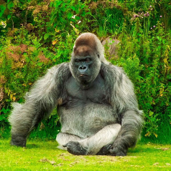 Qué animales están en grave peligro de extinción