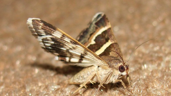 Cómo acabar con las polillas en casa (polillas de la ropa y de la comida)