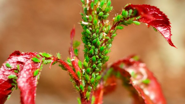 Cómo eliminar el pulgón de las plantas sin dañarlas