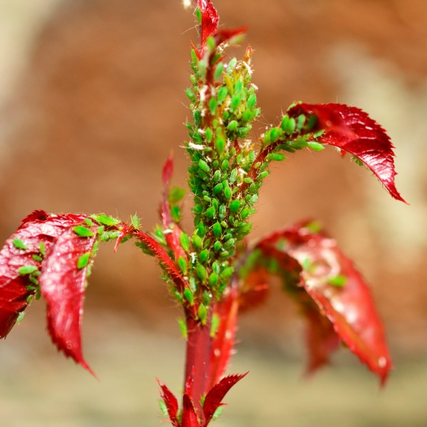 Cómo eliminar el pulgón de las plantas sin dañarlas