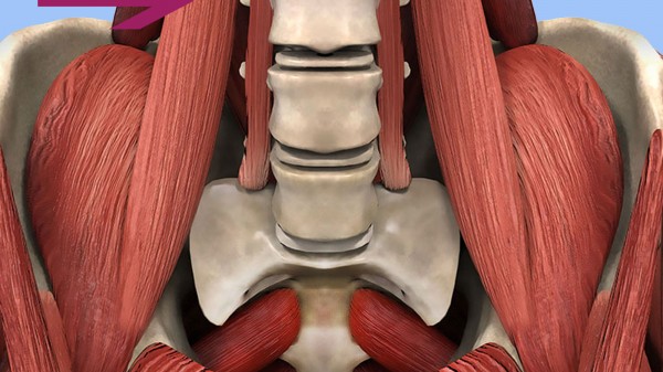 Qué es el psoas. Conoce uno de los músculos más profundos del cuerpo humano