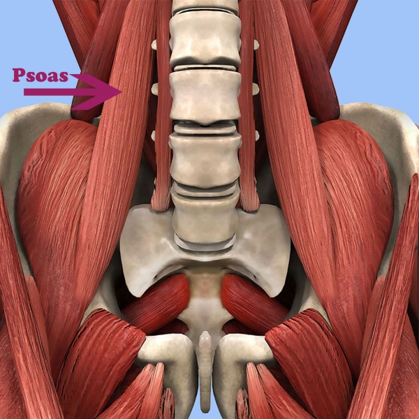 Qué es el psoas. Conoce uno de los músculos más profundos del cuerpo humano