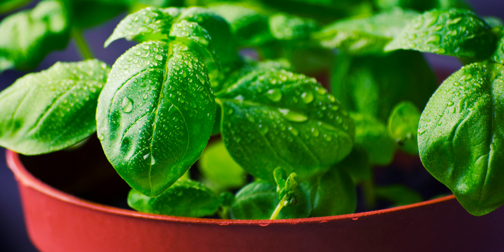 hierbas aromáticas para cocinar