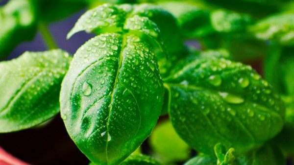 Cuáles son las hierbas aromáticas para cocinar más apreciadas