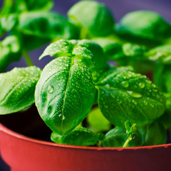 Cuáles son las hierbas aromáticas para cocinar más apreciadas